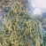 化石草