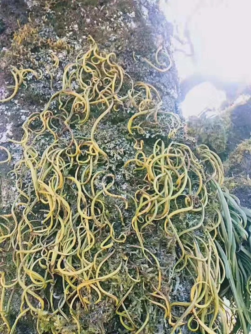 化石草