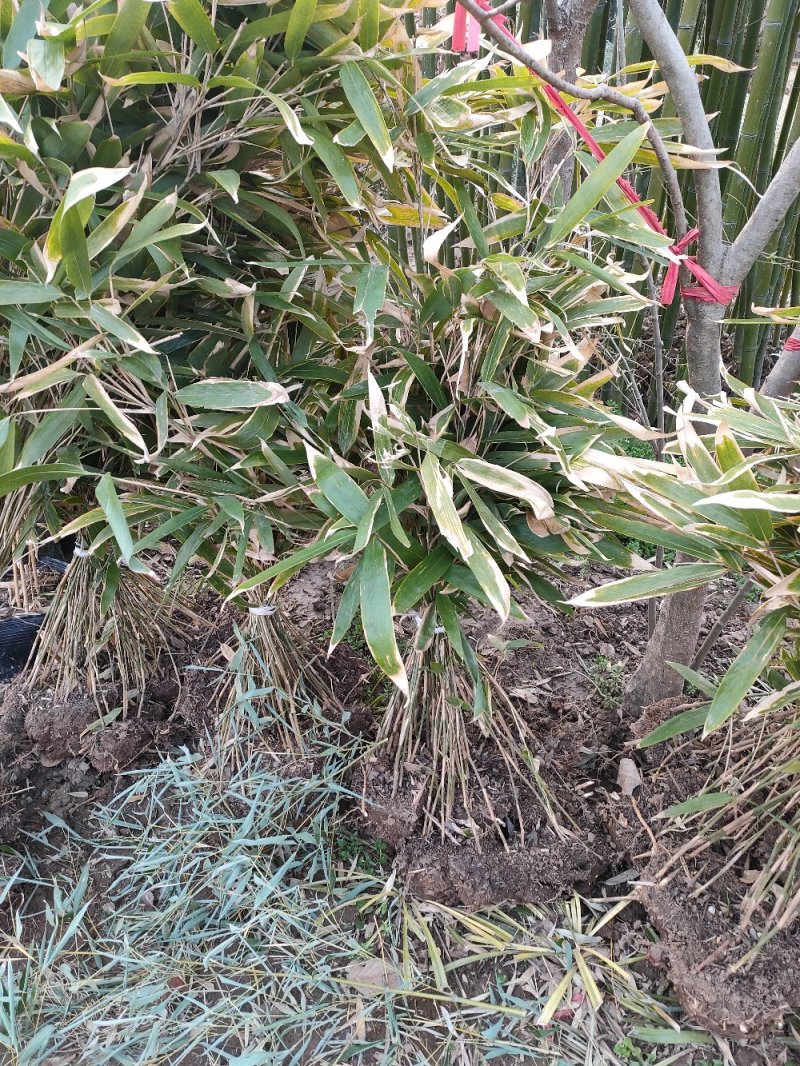 竹子苗紫竹黄金竹青竹金镶玉罗汉竹毛竹庭院植物绿化盆栽四季