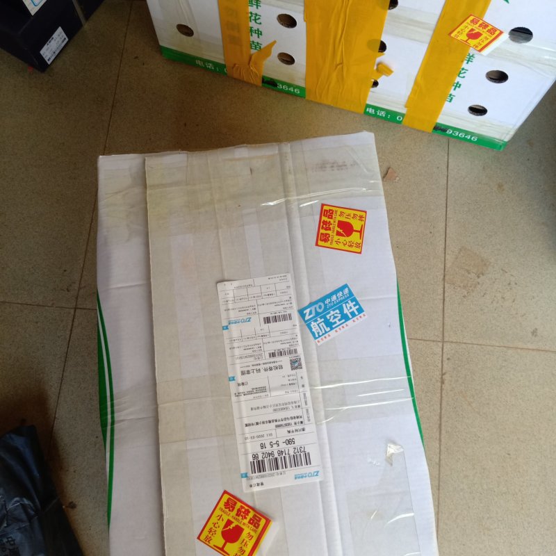 洋桔梗苗带盘发货保证成活率品种齐全颜色多样搭配