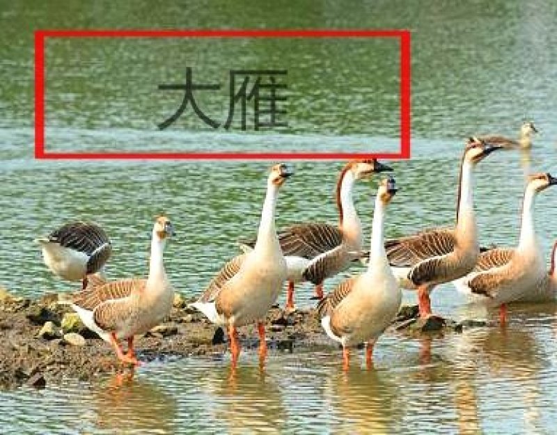 鹅种蛋鸿雁种蛋孵化蛋受精蛋自然交配天然环境（苗可空运火车