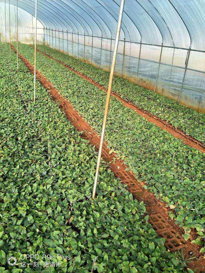 玫瑰花苗带土发货常年供应量大从优，质量保证