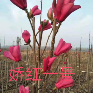 玉兰小苗系列，货源地直接供货