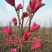 玉兰小苗系列，货源地直接供货