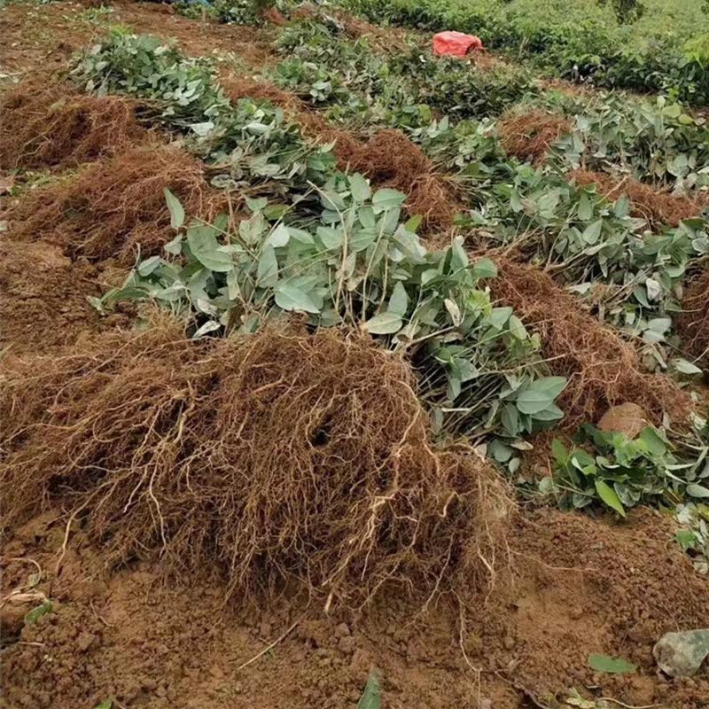 八月瓜苗大量出售中批发两棵包邮量大从优基地直销批发零售