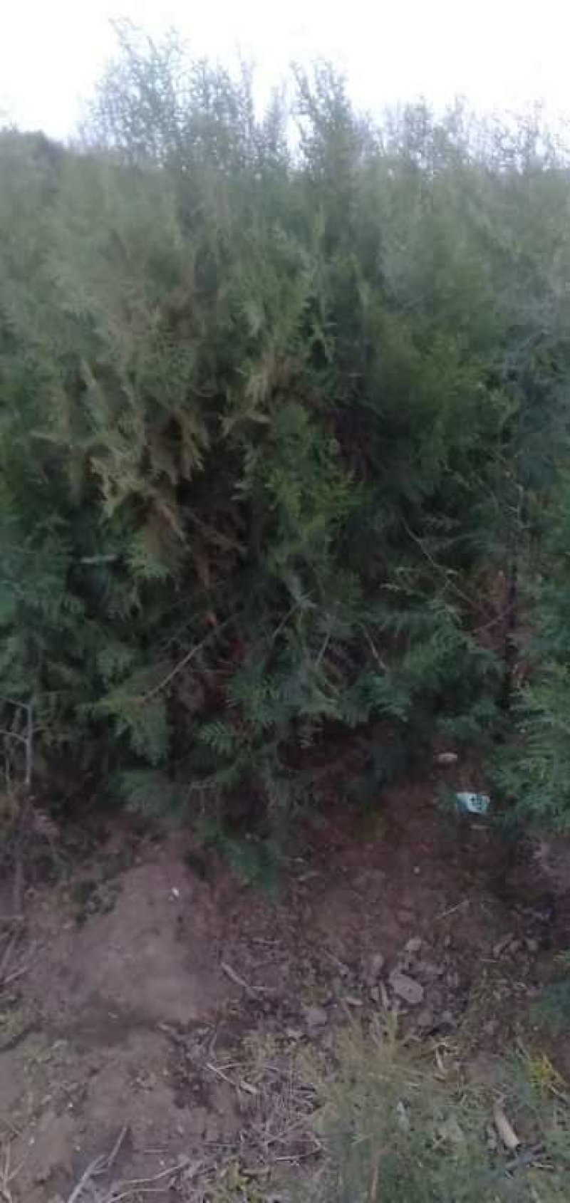 绿化苗木侧柏