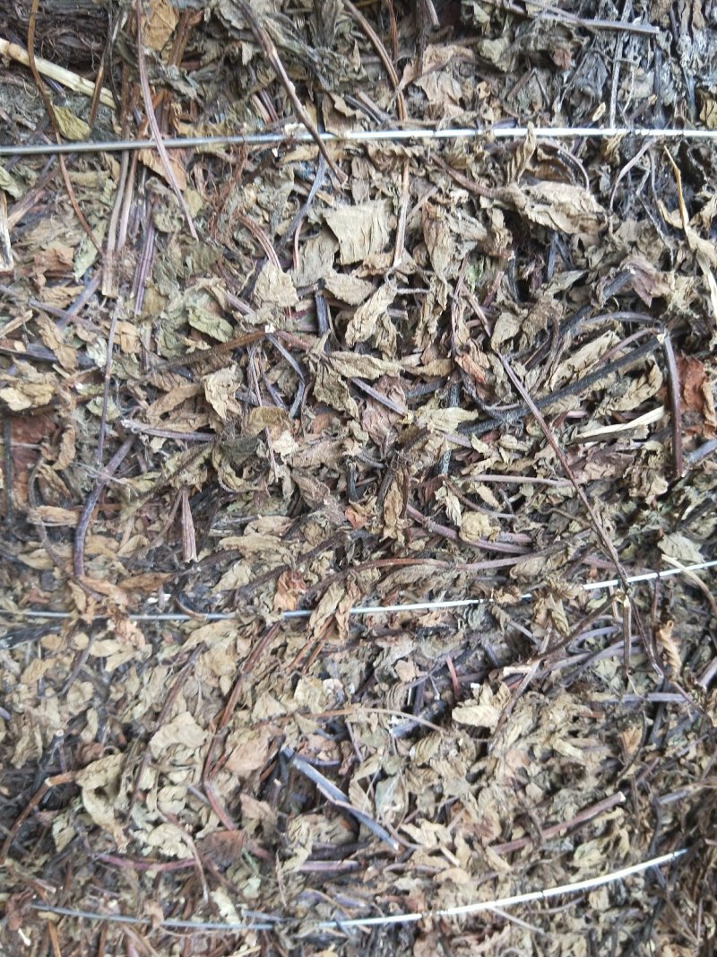 凉粉草草粿草烧仙草