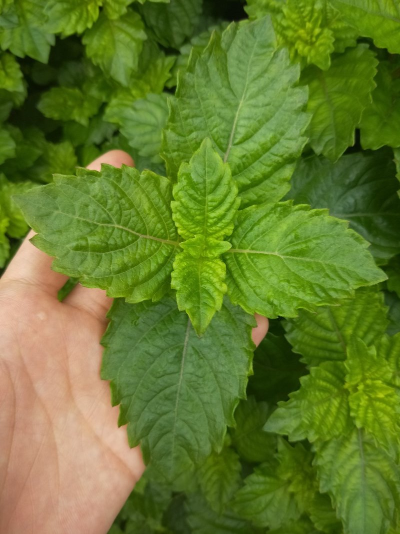 凉粉草草粿草烧仙草