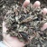凉粉草草粿草烧仙草