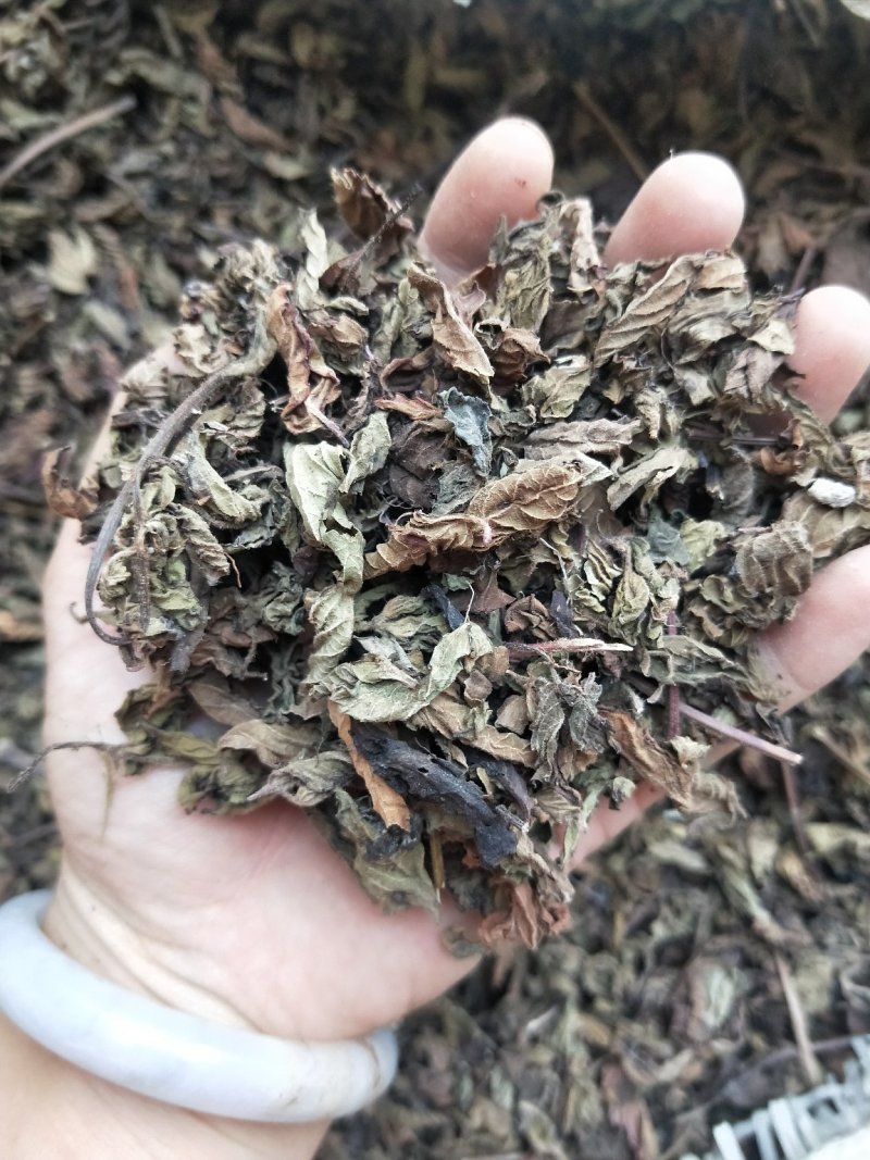 凉粉草草粿草烧仙草