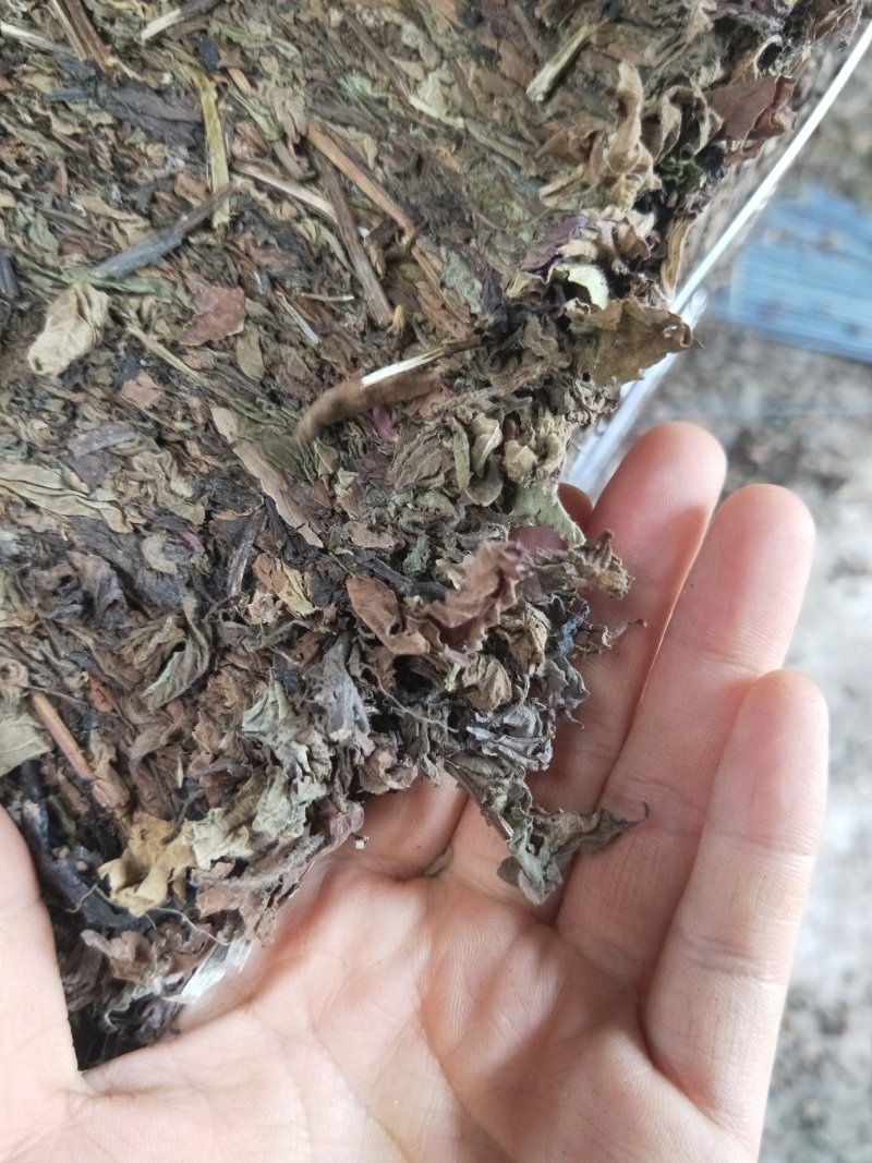 凉粉草草粿草烧仙草