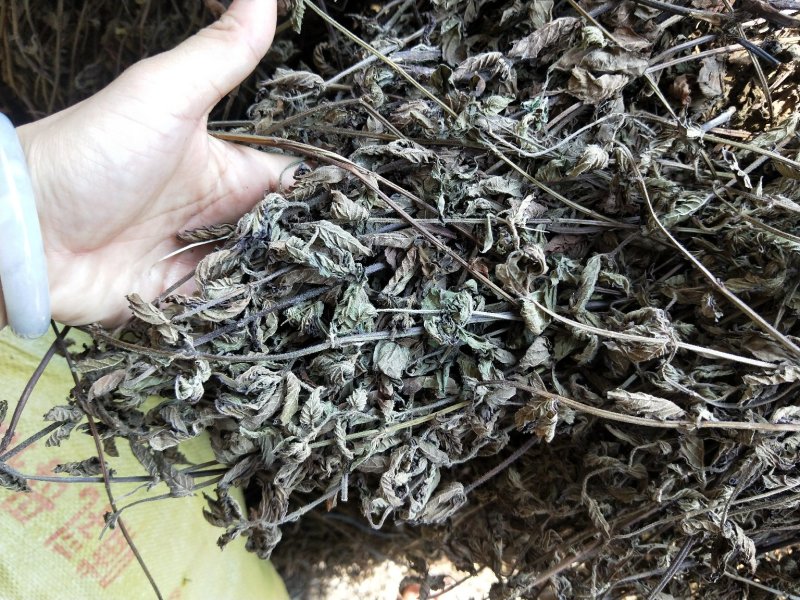 凉粉草草粿草烧仙草