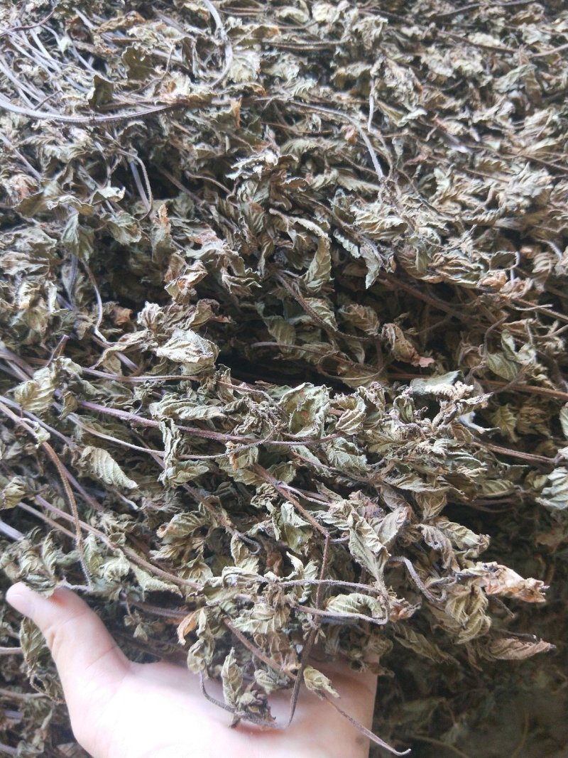 凉粉草草粿草烧仙草