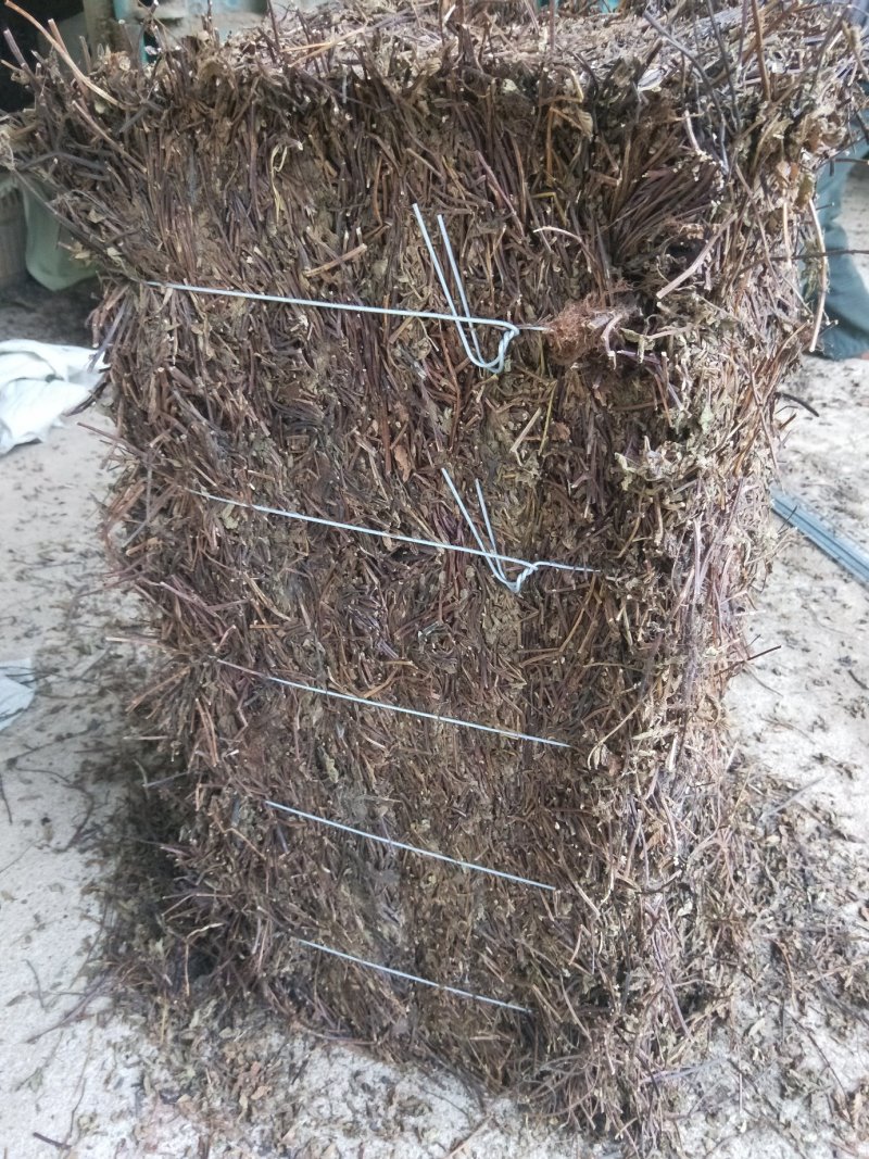 凉粉草草粿草烧仙草
