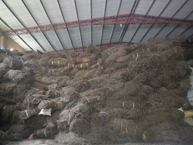 凉粉草草粿草烧仙草