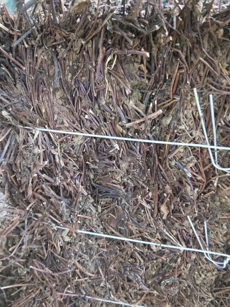 凉粉草草粿草烧仙草