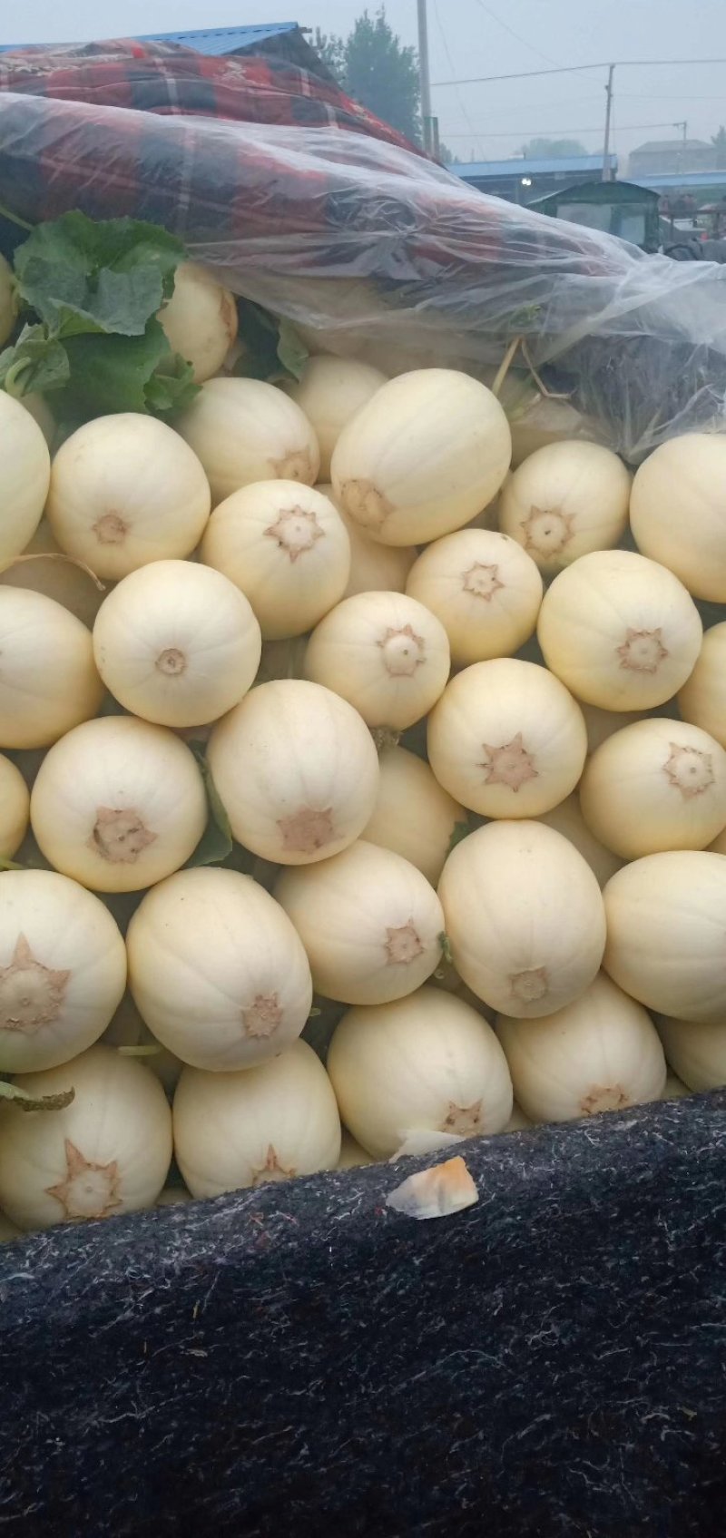 东方蜜，红金密玉菇九红瑞产地长期大量供应各个批发市