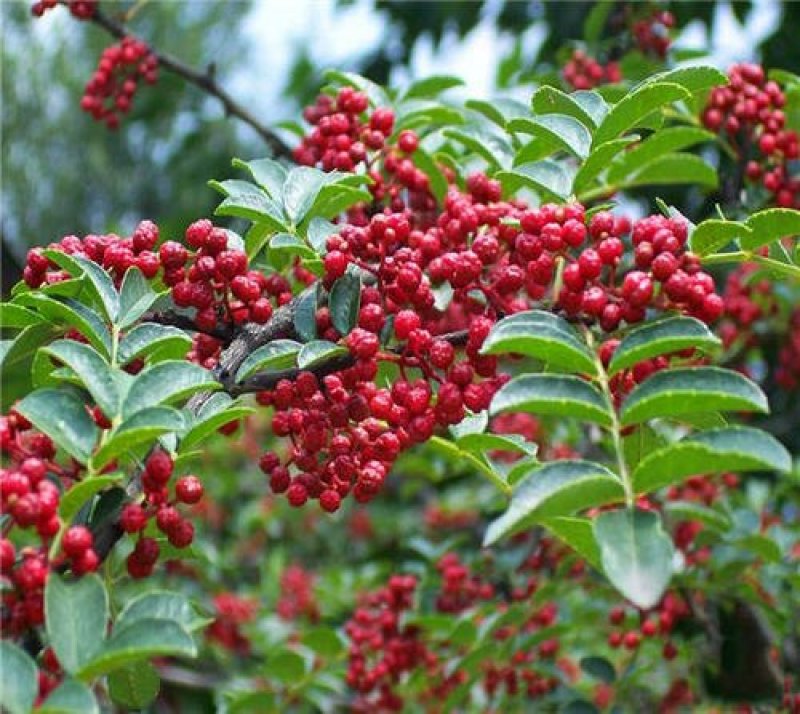 花椒苗大红袍花椒苗规格0.4/0.5/公分，用于围墙
