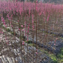 红梅小苗骨里红垂枝红梅小苗供应