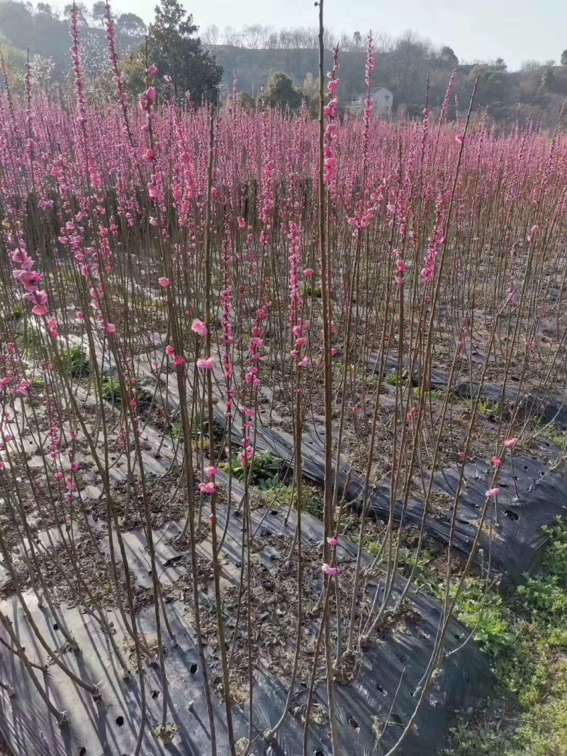 红梅小苗骨里红垂枝红梅小苗供应