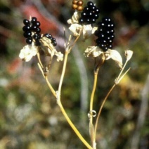 射干种苗蝴蝶花种子批发基地供应一手货源