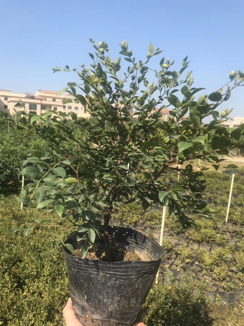 沙巴嘉宝果，四季早生嘉宝果，基地现挖现发，保证成活率