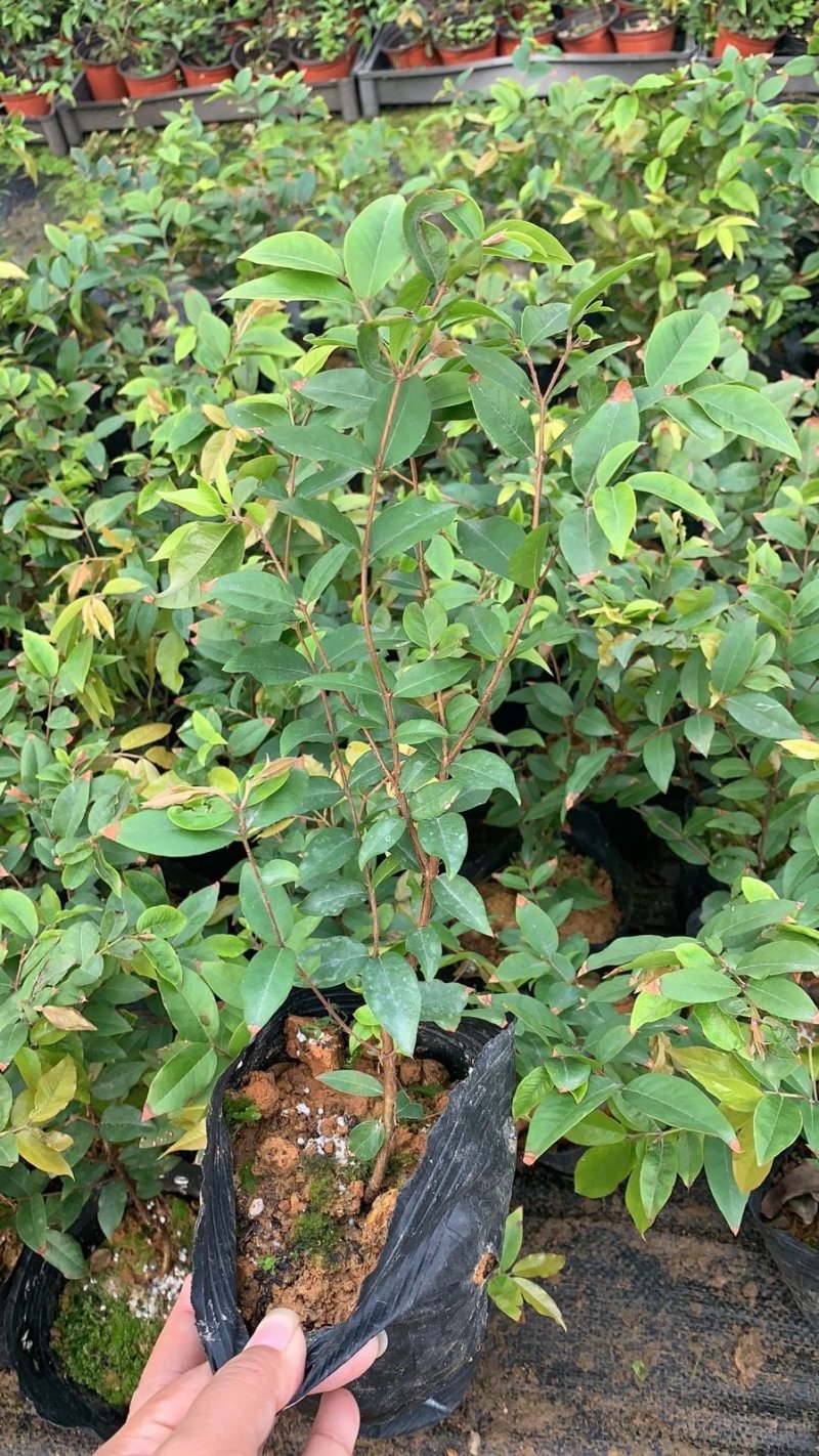沙巴嘉宝果，四季早生嘉宝果，基地现挖现发，保证成活率