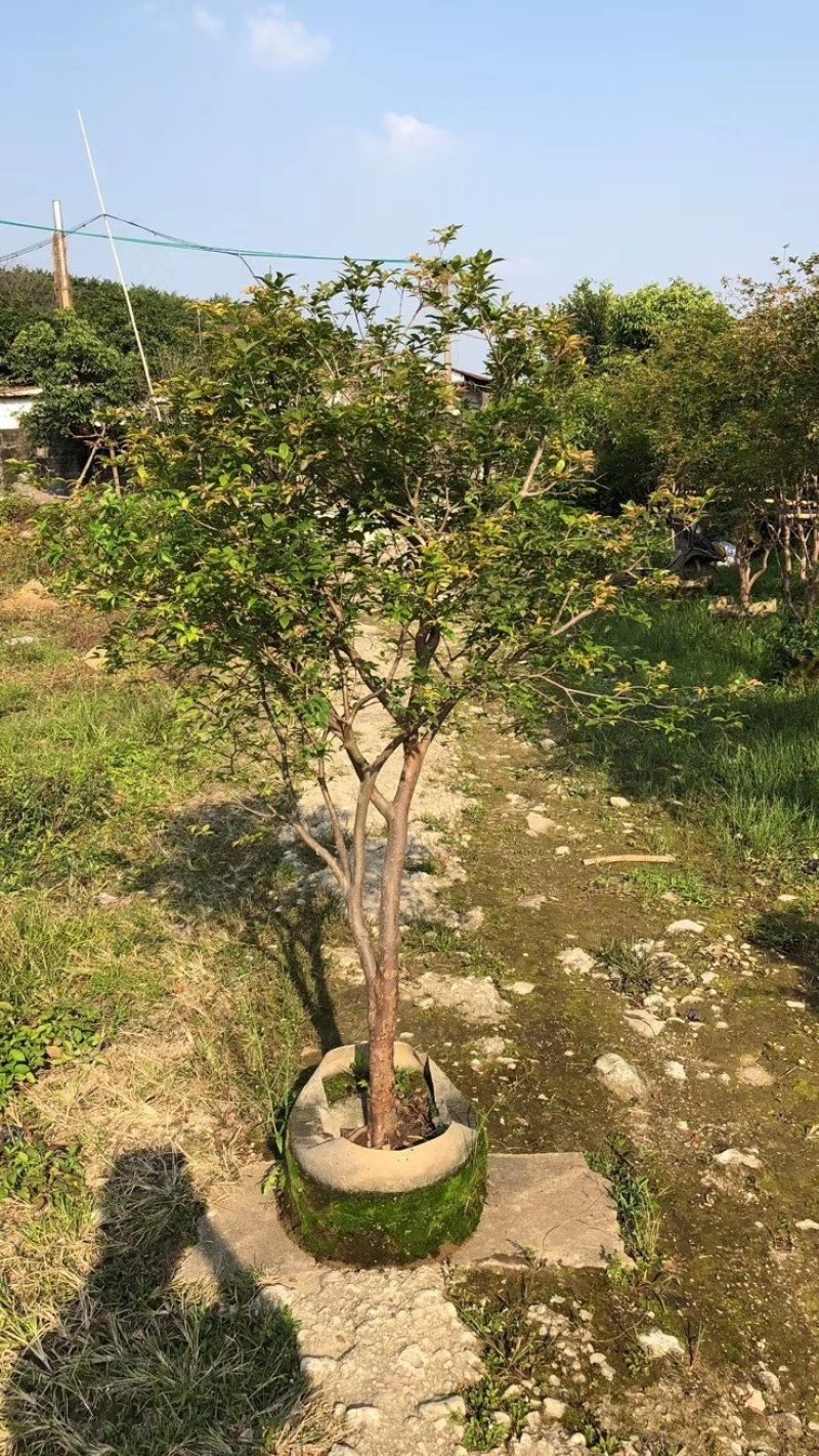 沙巴嘉宝果，四季早生嘉宝果，基地现挖现发，保证成活率
