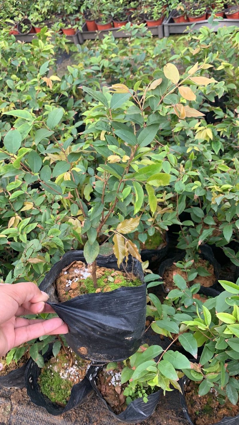 沙巴嘉宝果，四季早生嘉宝果，基地现挖现发，保证成活率