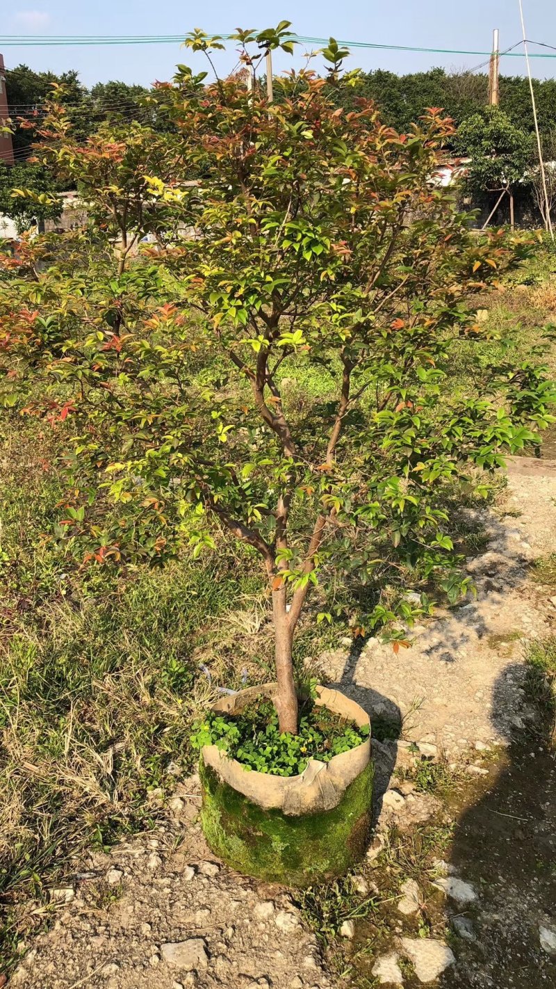 沙巴嘉宝果，四季早生嘉宝果，基地现挖现发，保证成活率