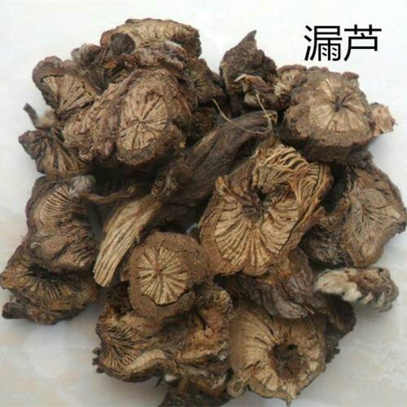 漏芦，常年批发供应漏芦中药材