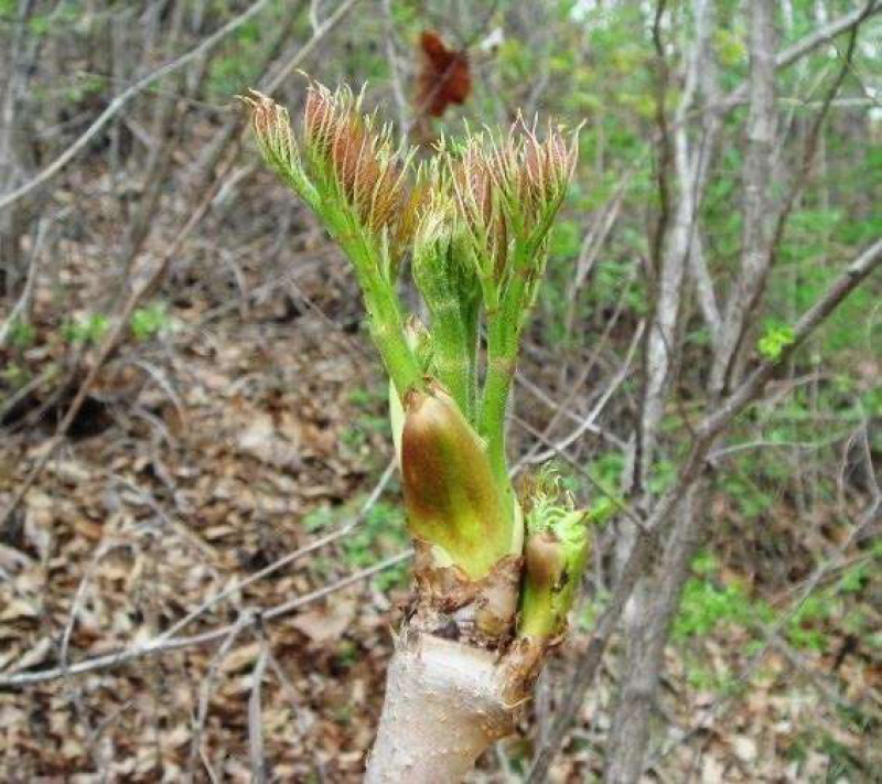 山野菜，刺嫰包刺嫩芽苗基地一手货源大从优现挖现发放心苗