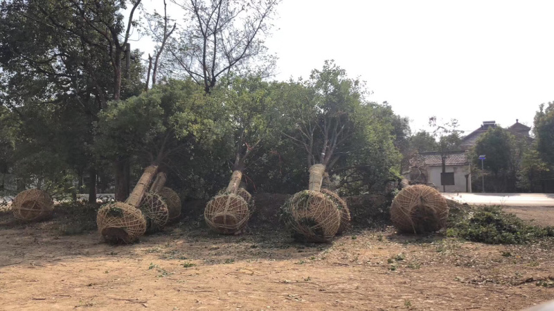 香樟各种规格各种品质的香樟以及丛生香樟供应