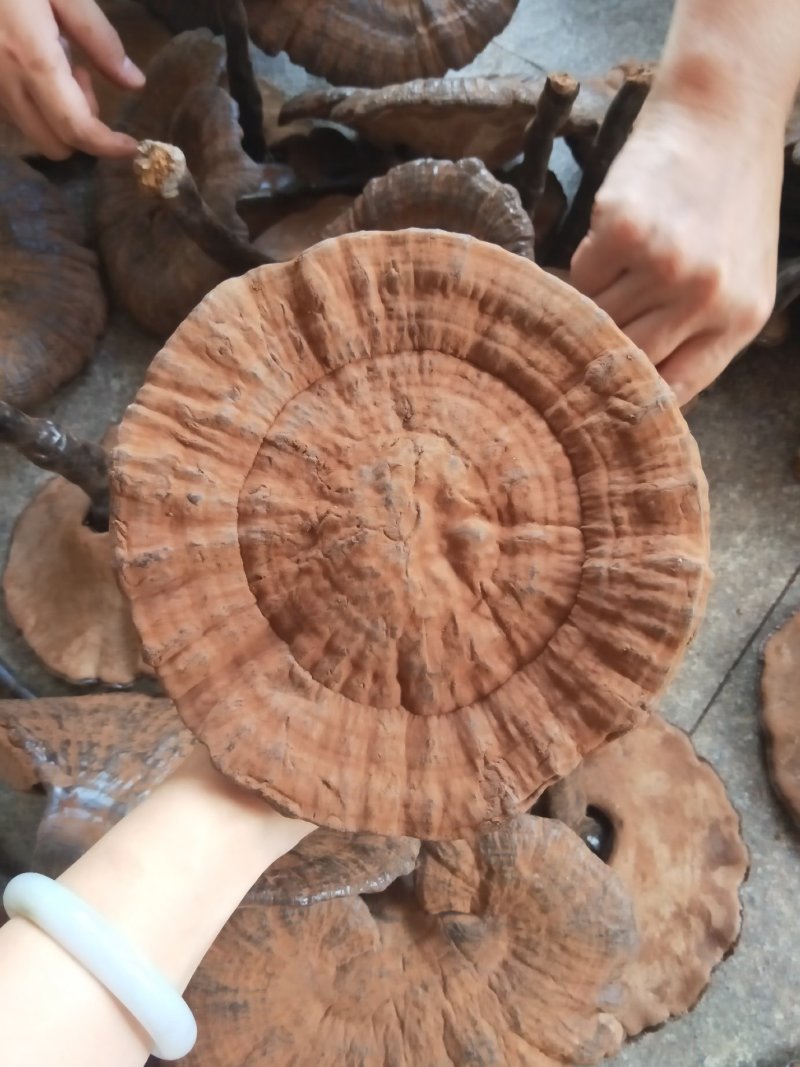 紫灵芝