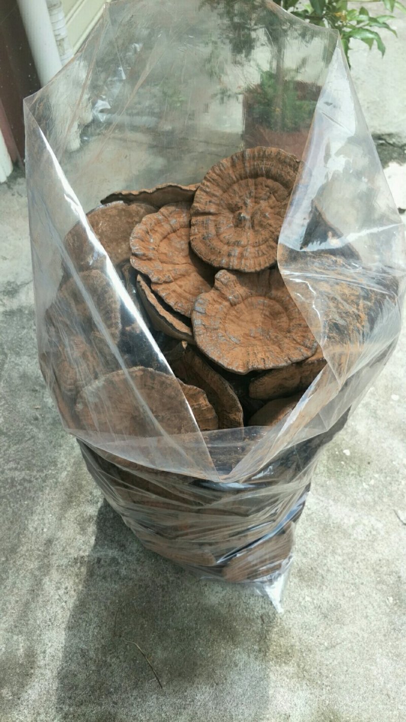 紫灵芝