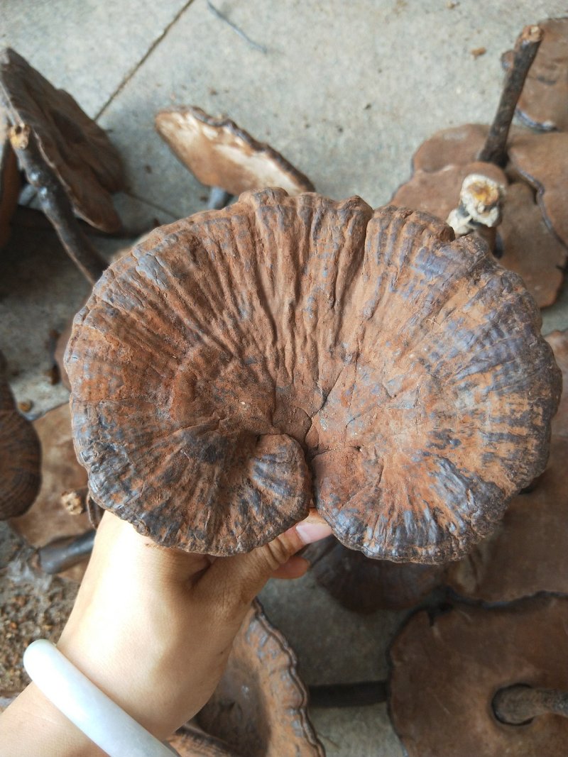 紫灵芝