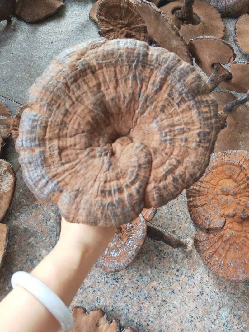 紫灵芝