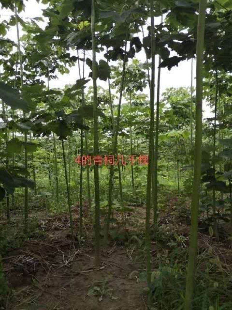 青桐