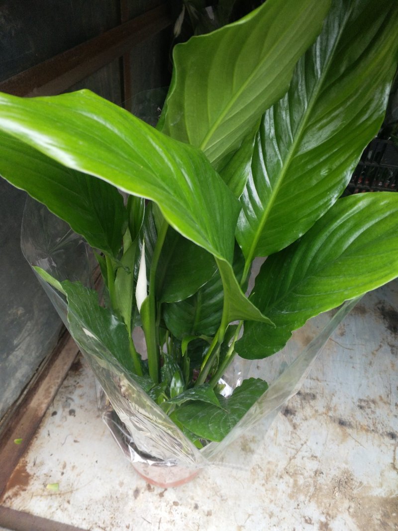 凤仙盆花颜色鲜艳花色多规格齐全价格合理发货及时
