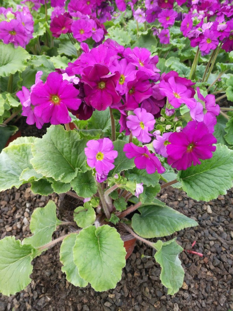 凤仙盆花颜色鲜艳花色多规格齐全价格合理发货及时