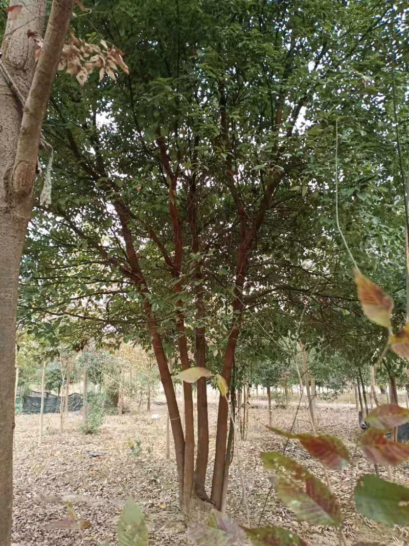 丛生香樟各种规格各种品质的丛生香樟均有供应