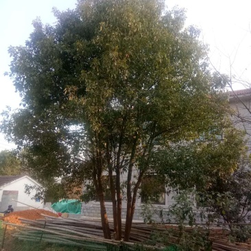 丛生香樟各种规格各种品质的丛生香樟均有供应