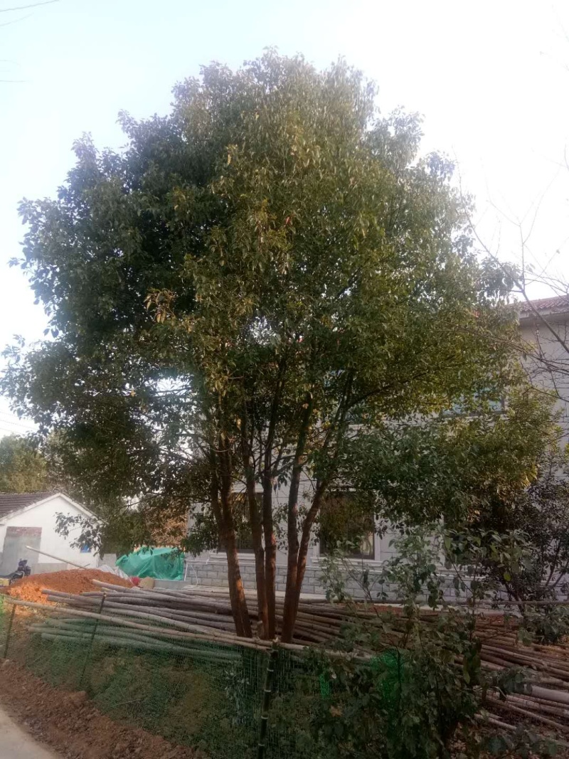 丛生香樟各种规格各种品质的丛生香樟均有供应