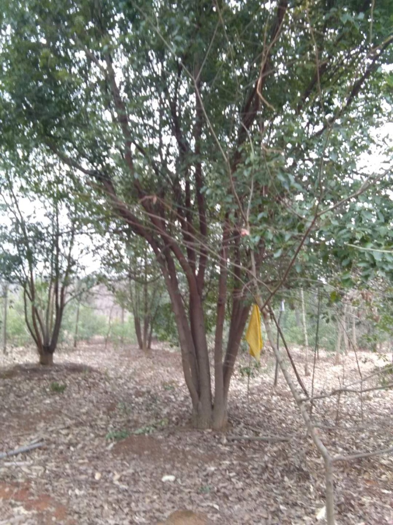 丛生香樟各种规格各种品质的丛生香樟均有供应