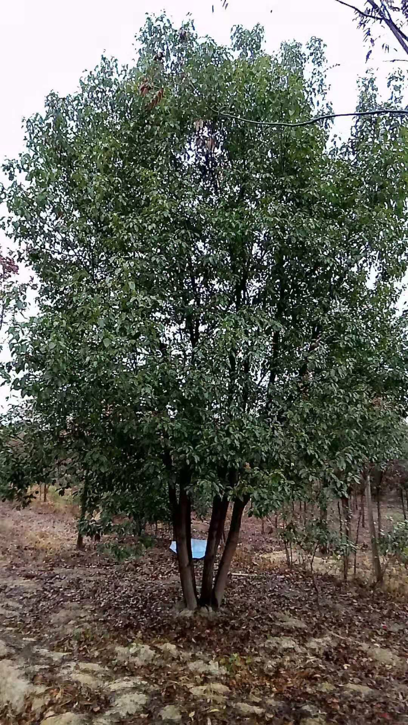 丛生香樟各种规格各种品质的丛生香樟均有供应