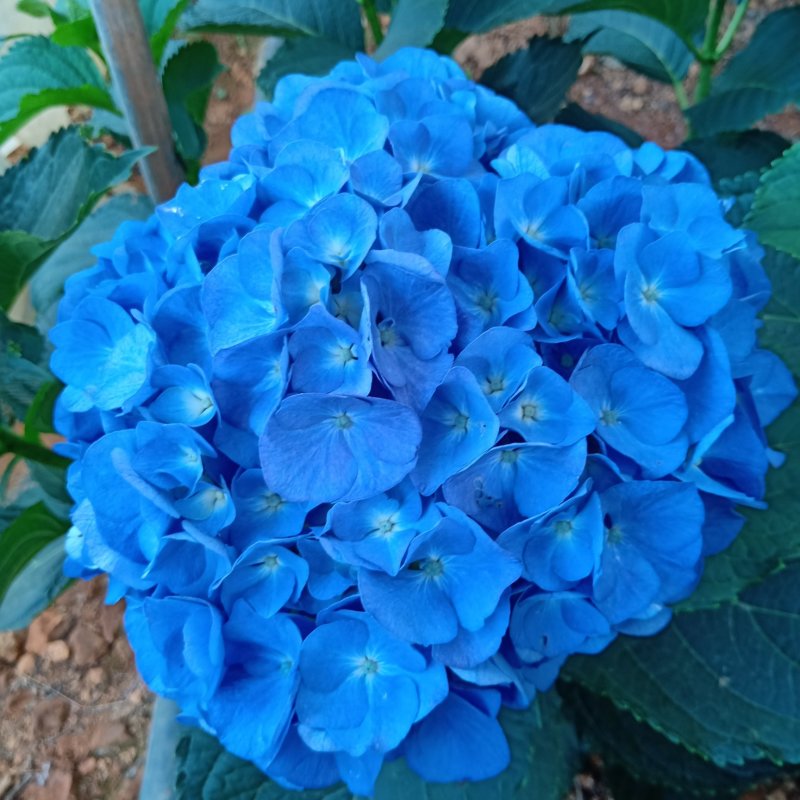 八仙花苗绣球无尽夏带土球发货保证成活率