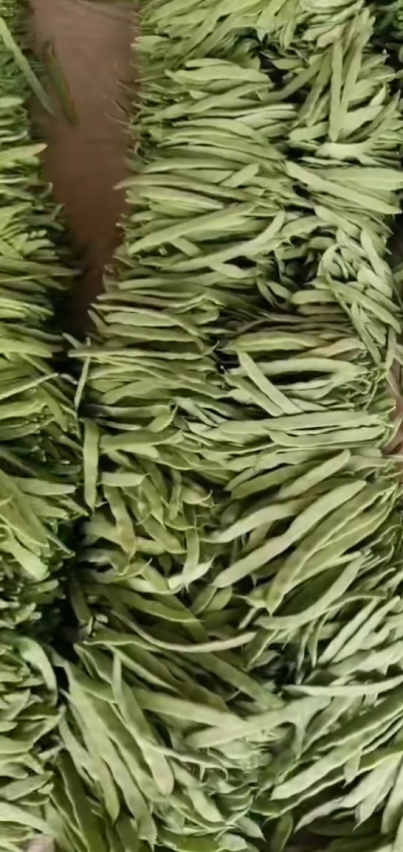 豆类扁豆，颜色绿，卖相好，品质好