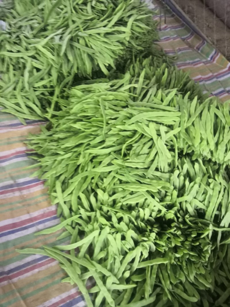 豆类扁豆，颜色绿，卖相好，品质好