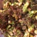 优质刺嫩芽苗基地一手货源包成活品质保障诚信经营放心苗