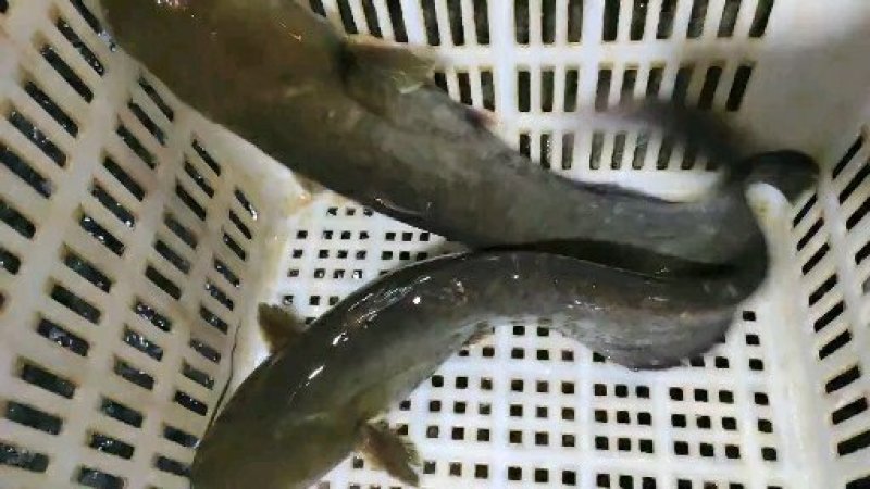 七星鱼月鱧山斑鱼送货上门货到付款